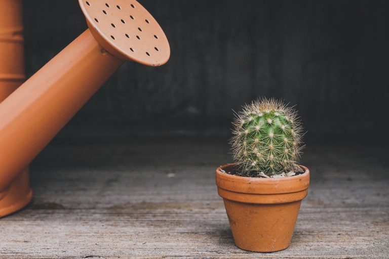 Cactus mic lângă o stropitoare
