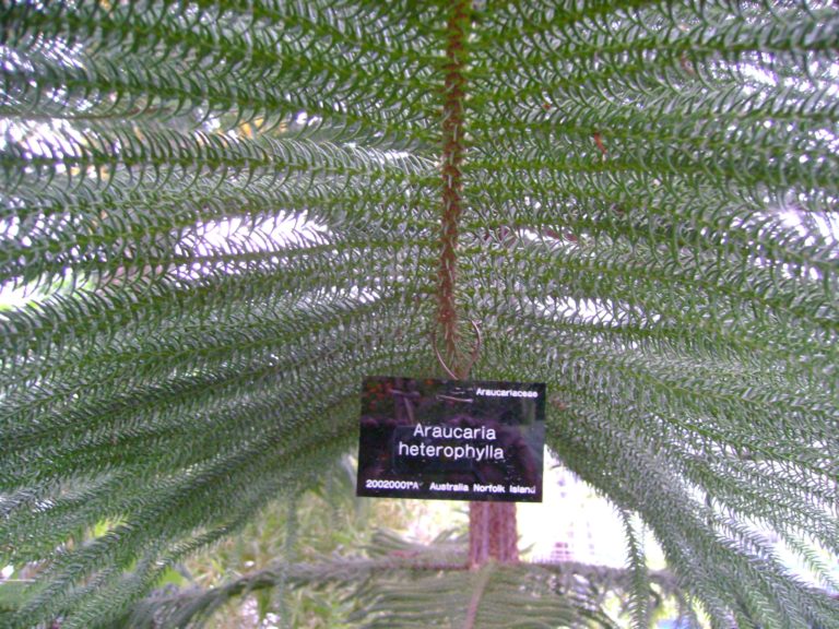 Araucaria heterophylla