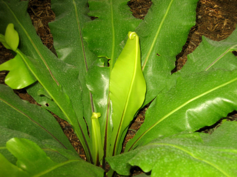 Asplenium