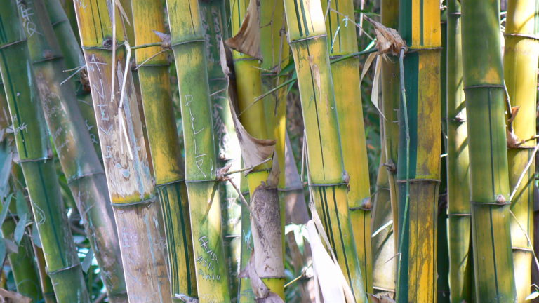 Bambusa vulgaris