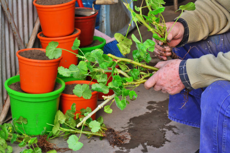 Butășirea plantelor