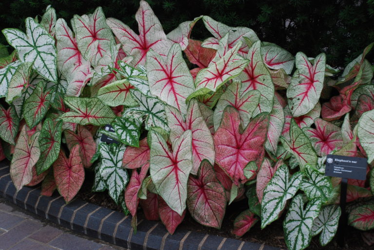 Caladium spp