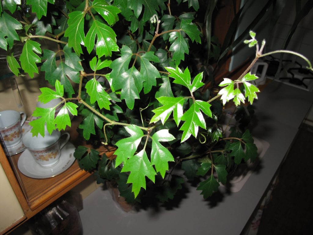 Cissus (viță-de apartament)