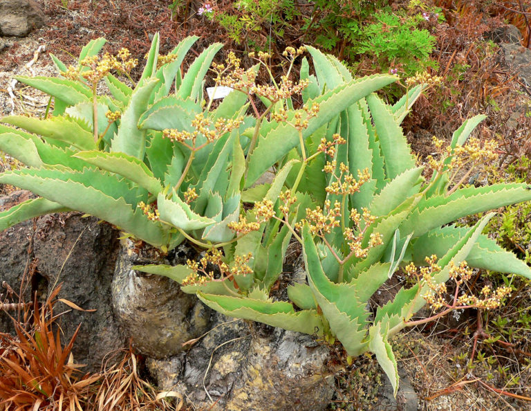 Cissus suculent