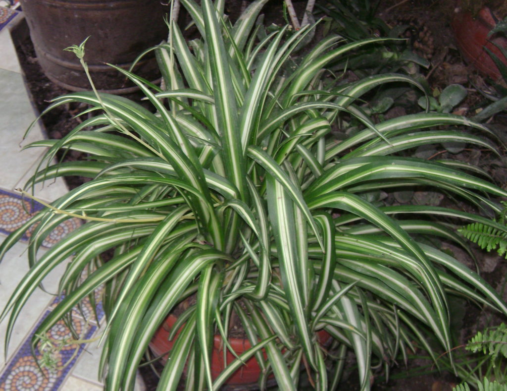 Clorophytum comosum