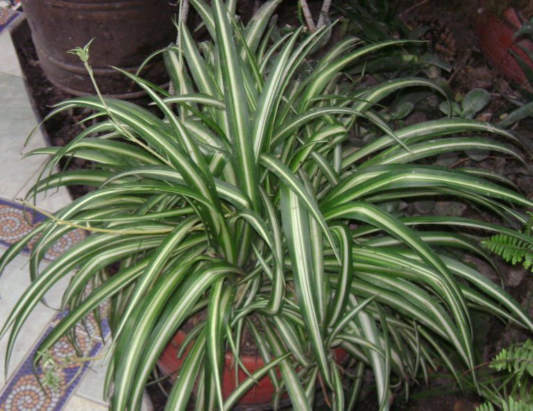 Clorophytum comosum