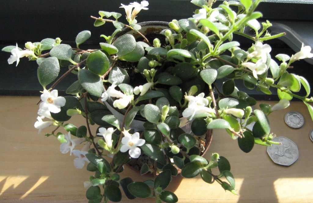 Codonanthe crassifolia