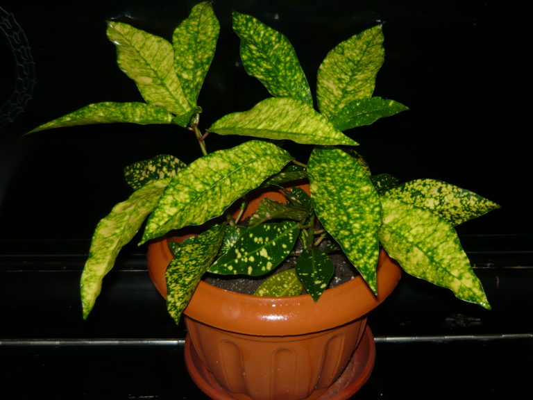 Croton sau Codiaeum