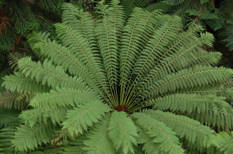 Ferigă arborescentă - Dicksonia antarctica