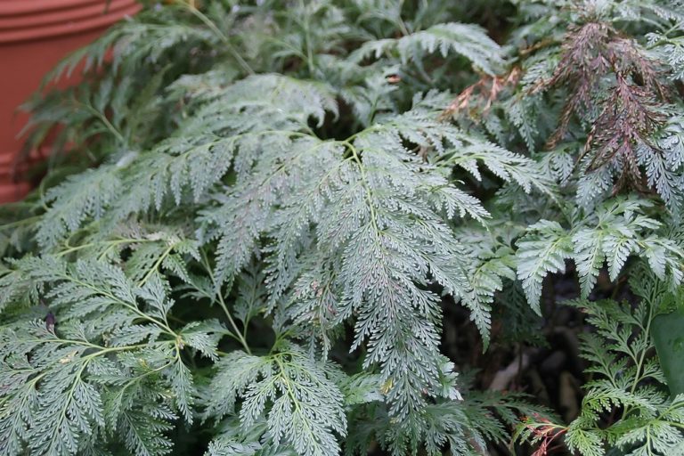 Ferigă laba-iepurelui - Davallia fejeensis