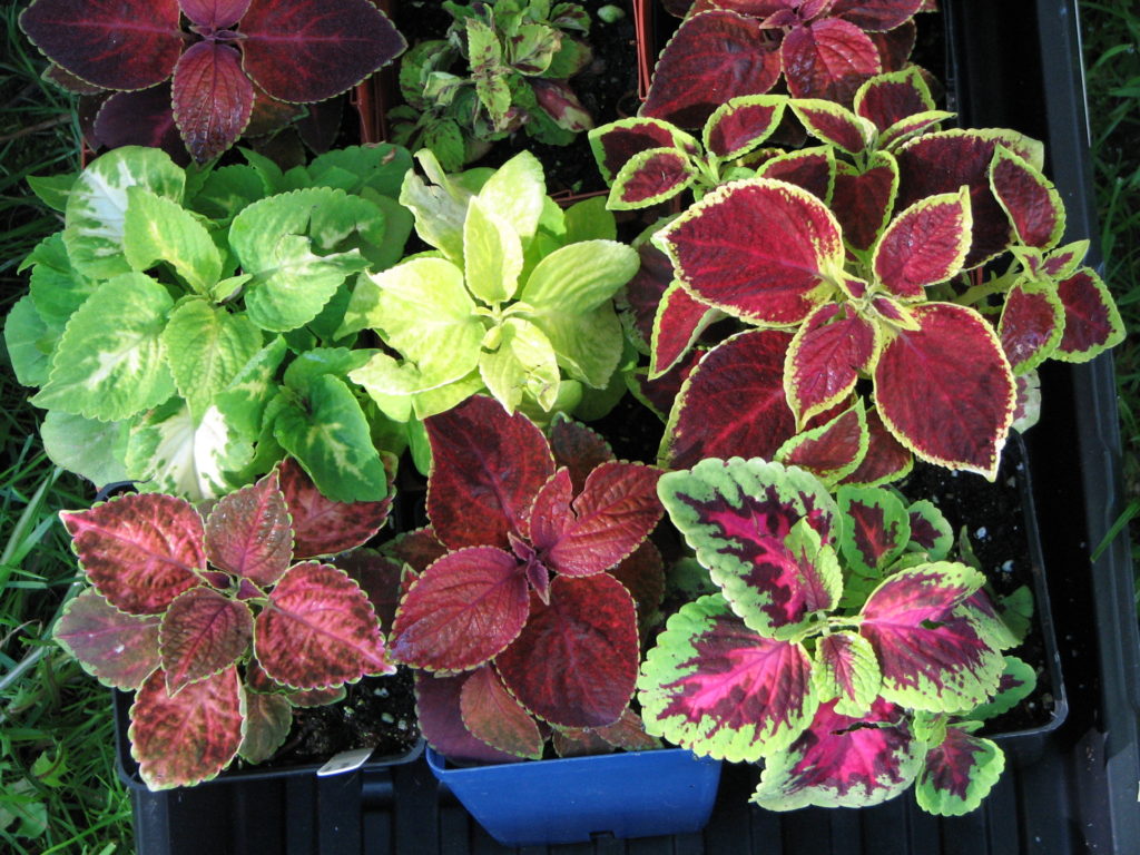 Urzicuta - Coleus, set de 4 plante in ghiveci