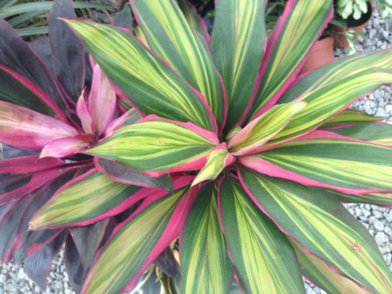 Cordyline fruticosa