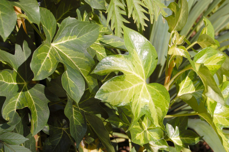 Aralia iederă - x Fatshedera Lizei