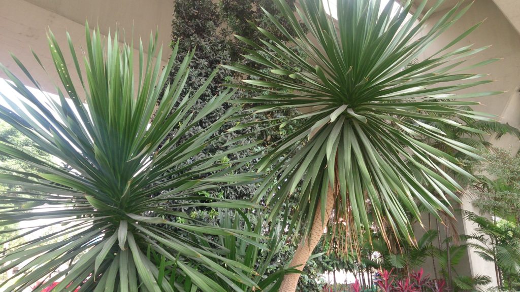 Dracena ghiveci