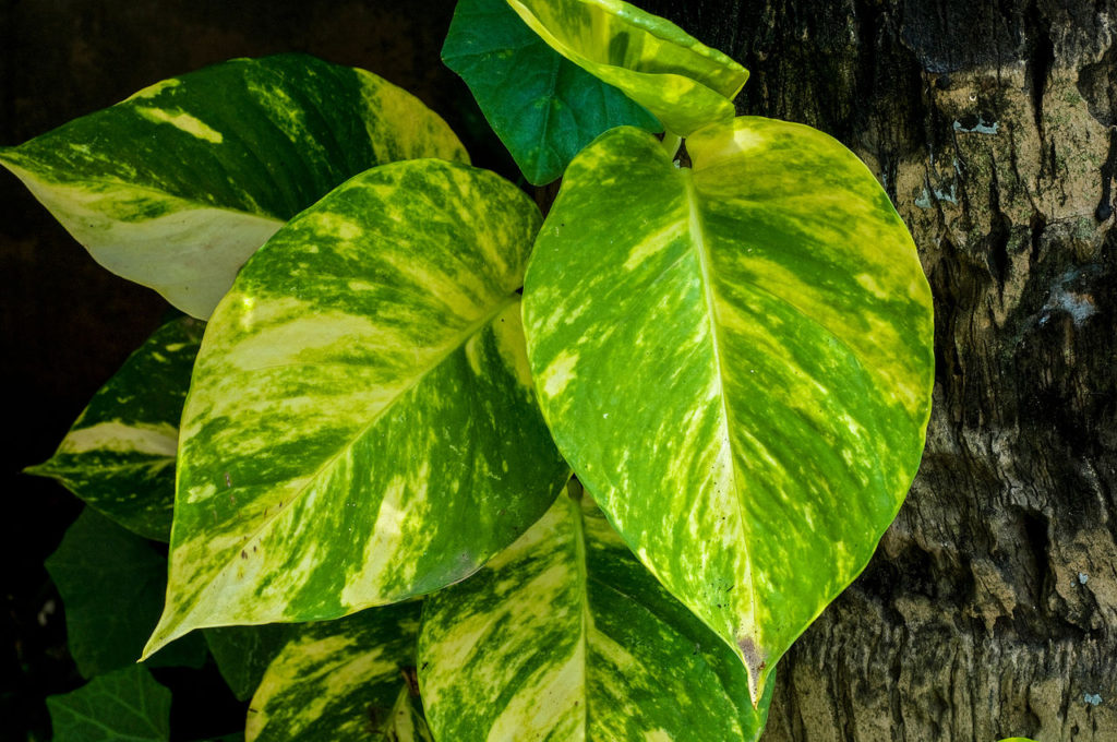 Epipremnum aureum
