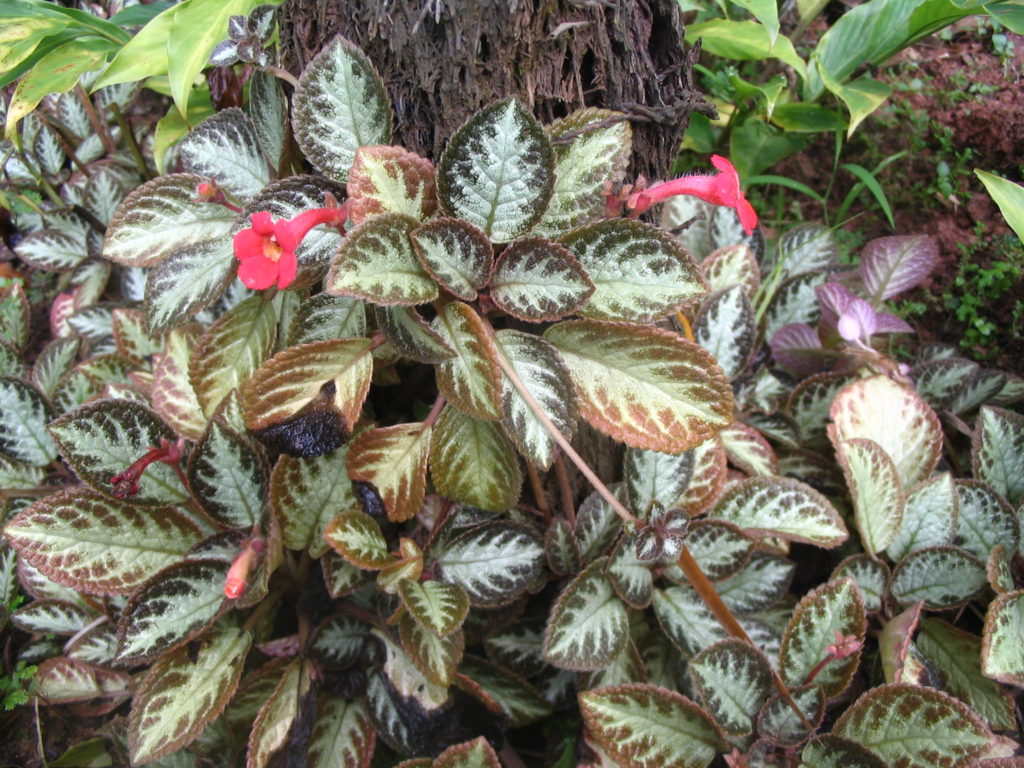 Episcia cupreata