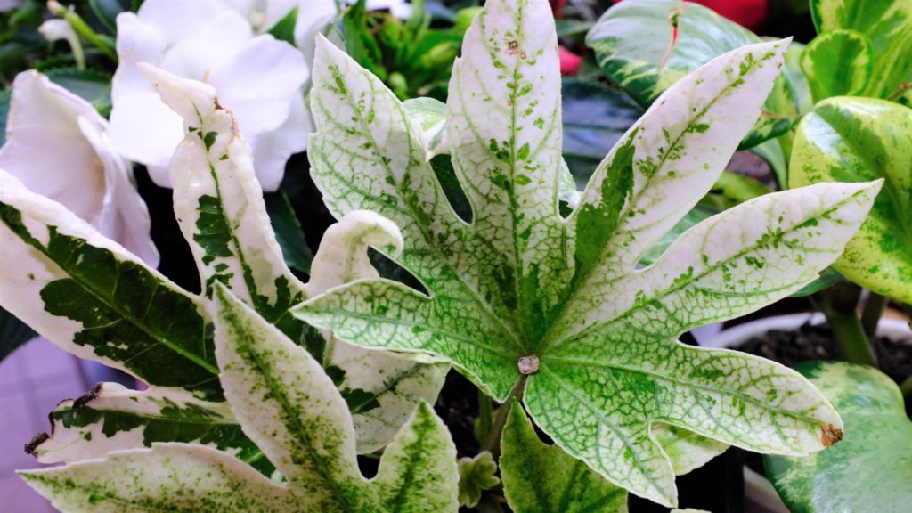 Aralia japoneză (fatsia) - Fatsia japonica