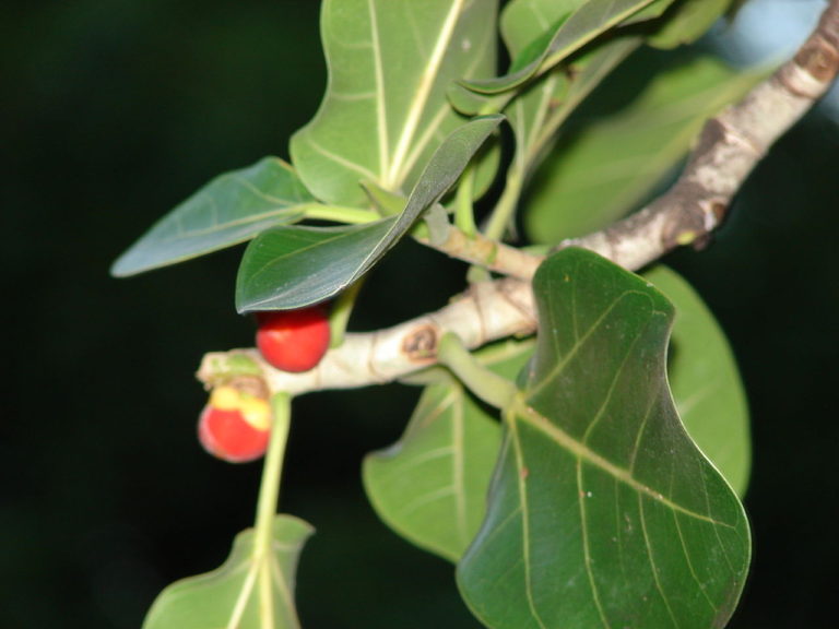 Banian (ficus de bengal) - Ficus benghalensis