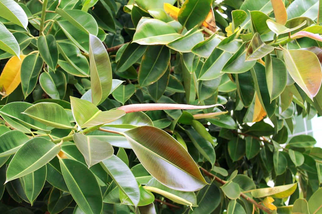 Ficusul de cauciuc - Ficus elastica