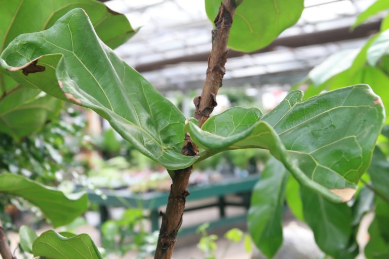 Smochin liră (ficus-liră) - Ficus lyrata