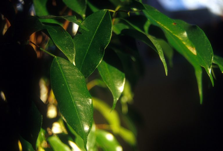Ficus plângător - Ficus benjamina