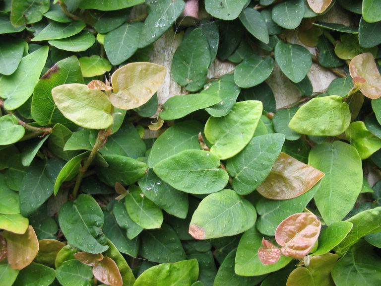 Ficus târâtor - Ficus pumila