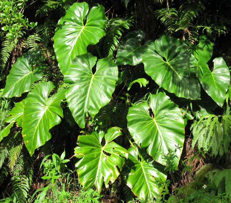 Filodendron