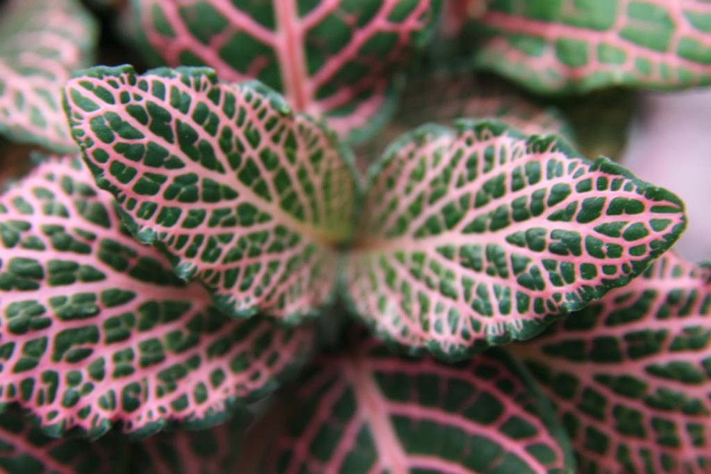 Fittonia - Fittonia verschaffeltii