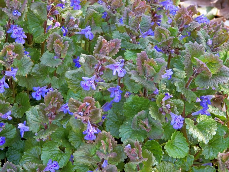 Rotunjoară (iederă terestră) - Glechoma hederacea