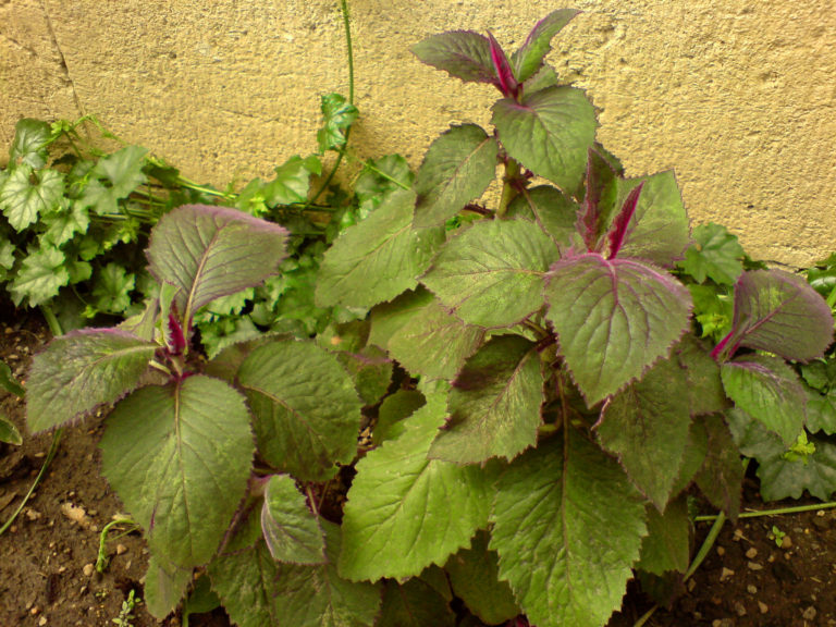 Gynura aurantiaca