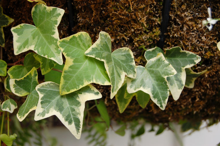 Hedera Helix