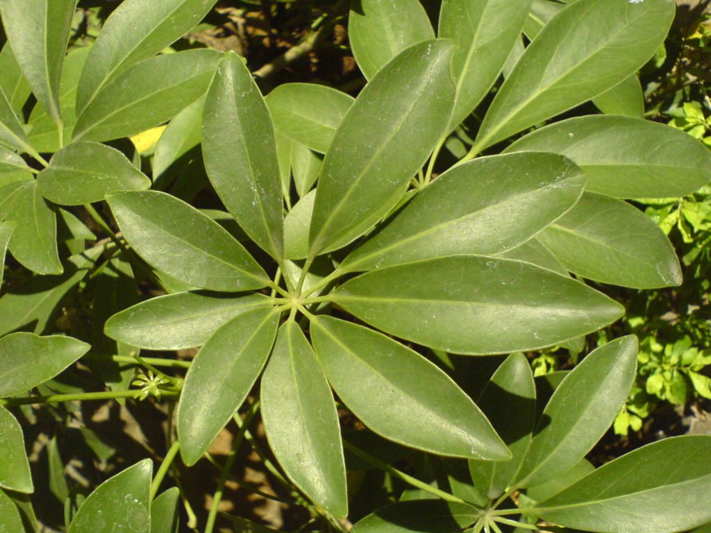 Schefflera (arbore umbrelă) - Heptapleurum arboricola sau Schefflera arboricola