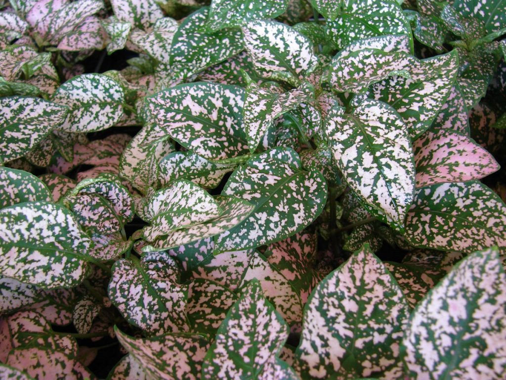 Hipoestes (urzicuță de Madagascar) - Hypoestes phyllostachya