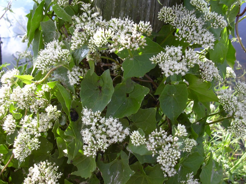 Mikania - Mikania dentata