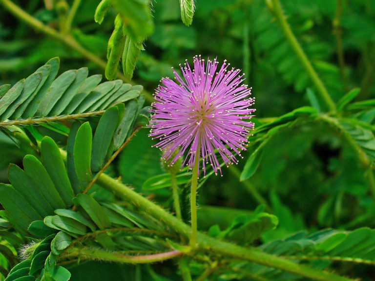 Mimosa pudica