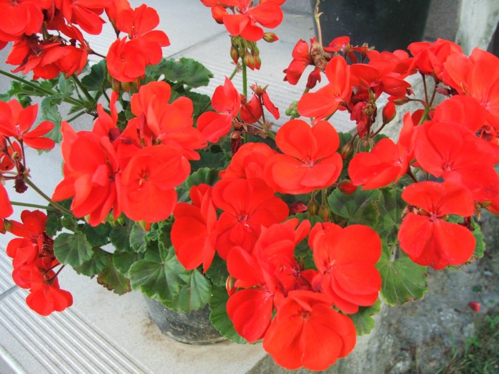 Mușcată - Pelargonium spp.