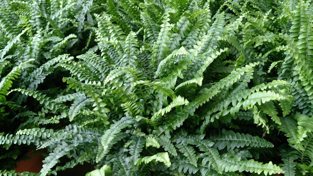 Nefrolepsis (feriga de cameră) - Nephrolepsis exaltata