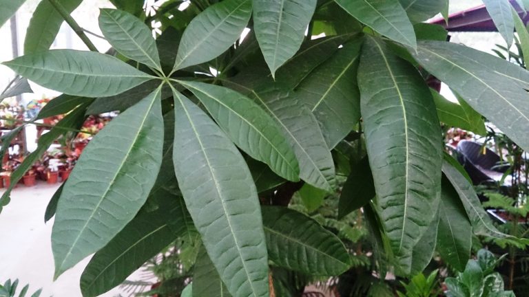 Pachira (arborele banilor sau arborele norocos) - Pachira aquatica