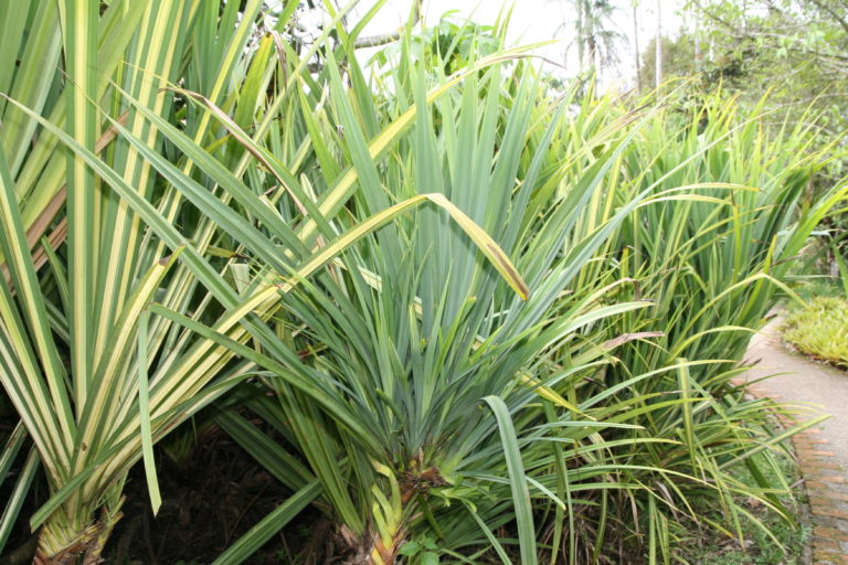 Pandanus (arbust-șurub)