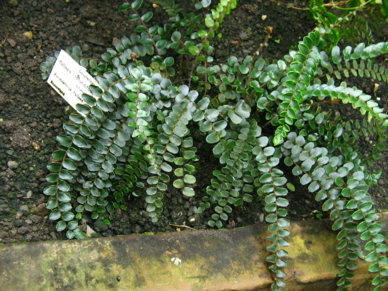 Pellaea rotundifolia