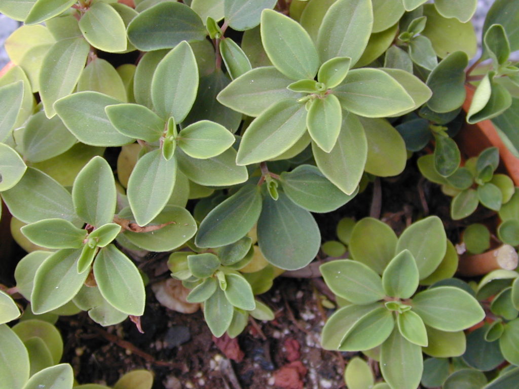Peperomia