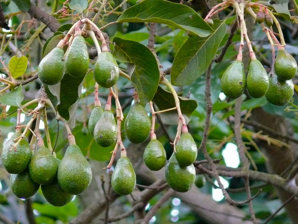 Persea americana sau avocado