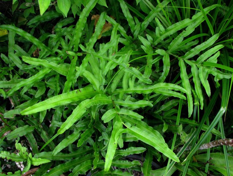 Pteris (ferigă-scoarță sau ferigă-aripioare)