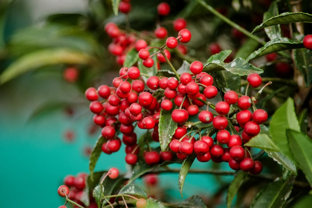 Ardisia crenata (crispa)