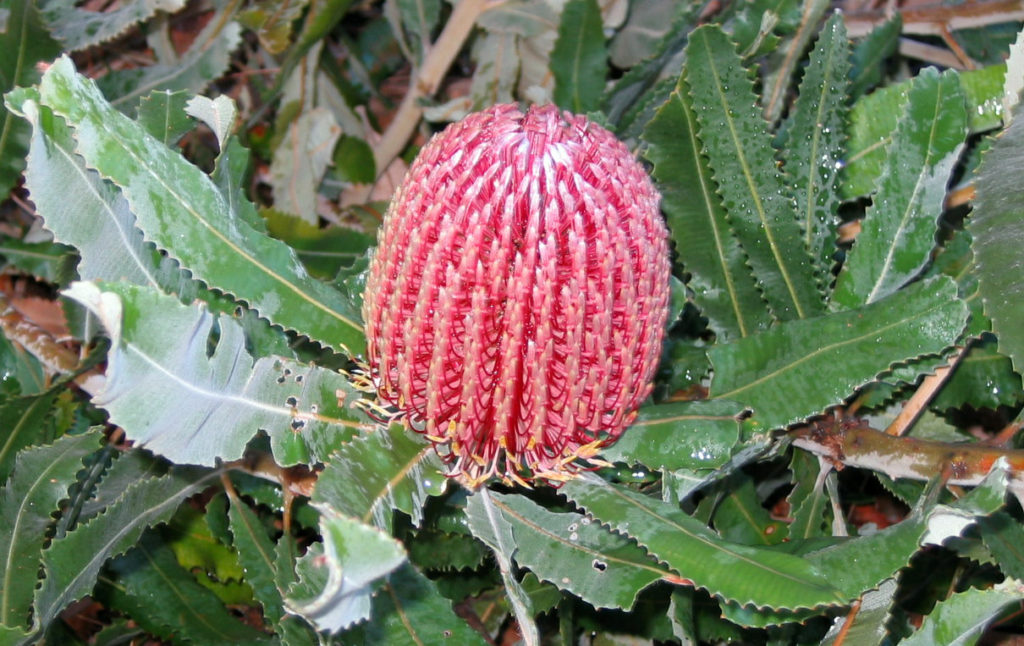 Banksia menziezii