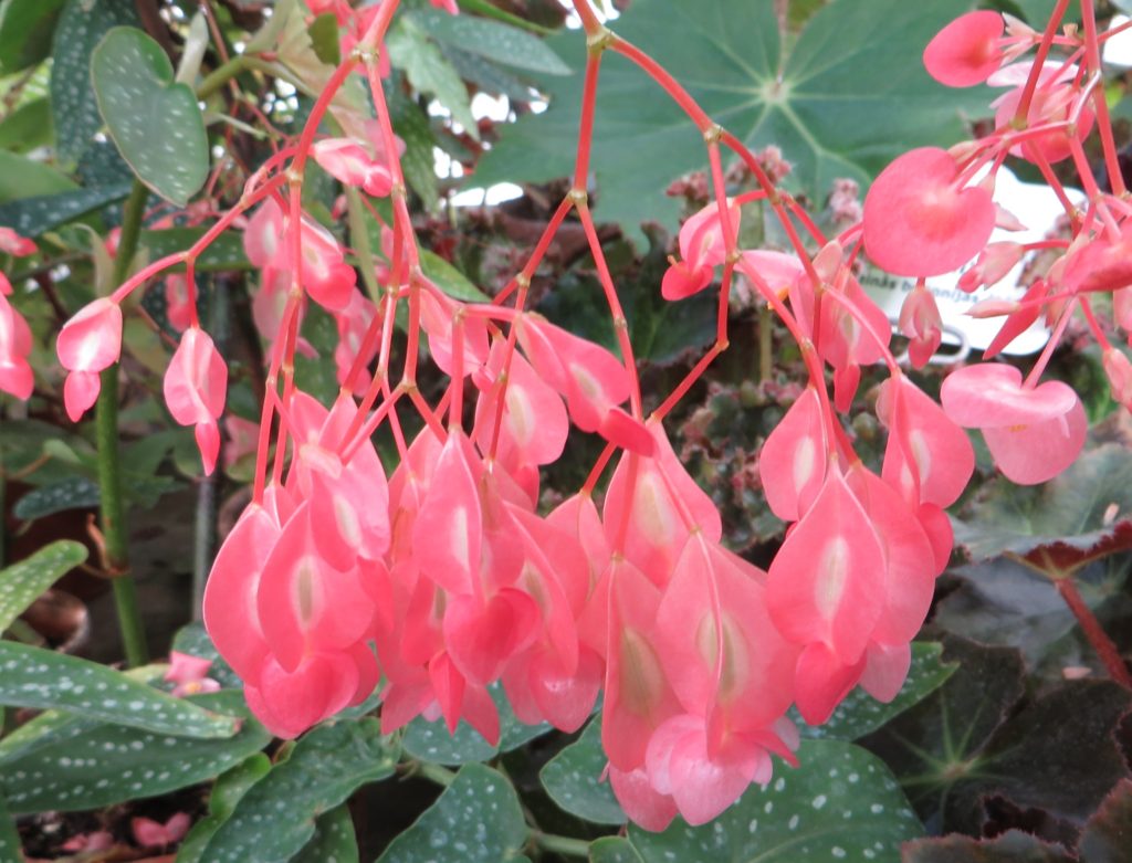 Begonia albopicta