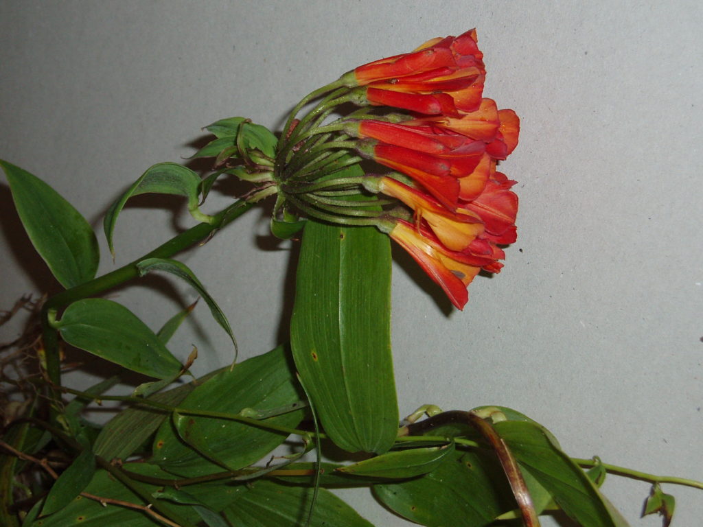 Bomarea caldasii