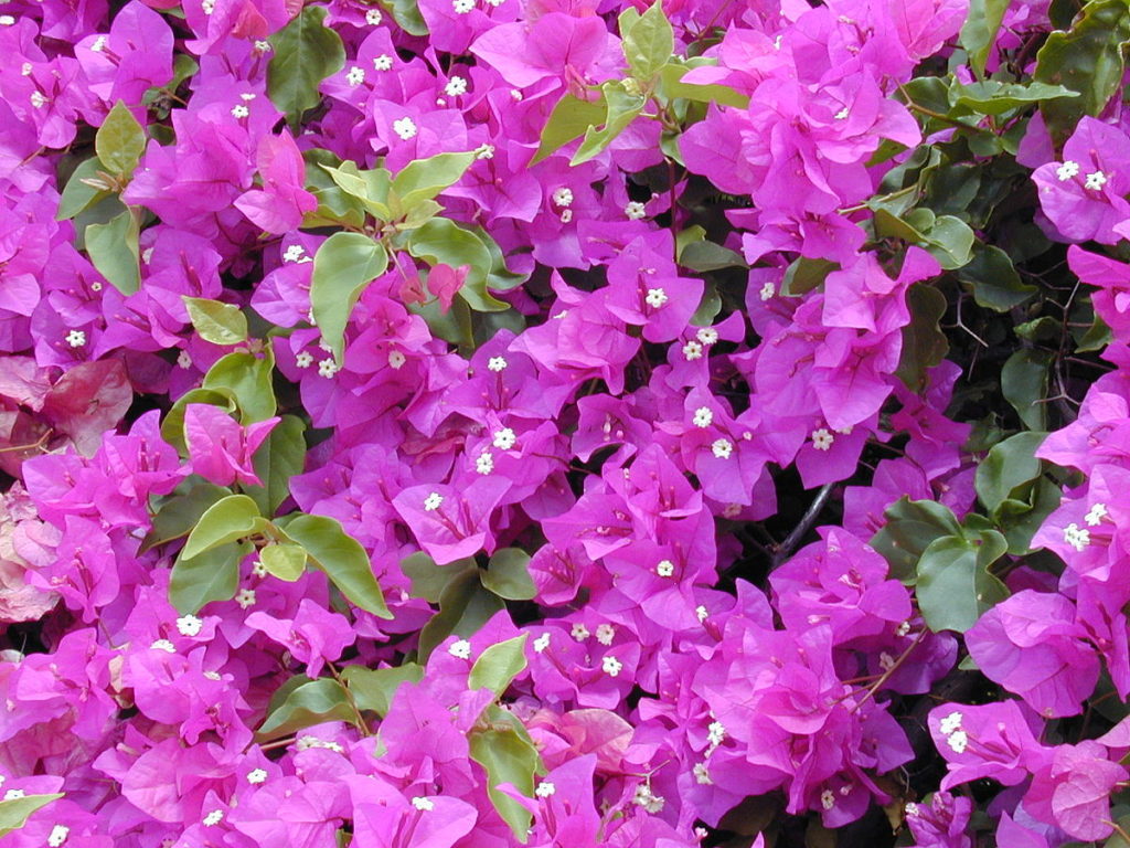 Bougainvillea (Floarea-de-hârtie) - Bougainvillea spp