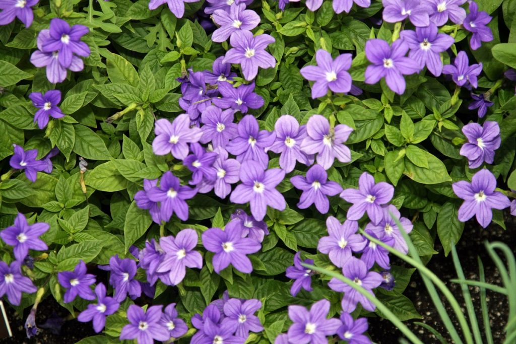 Browallia speciosa