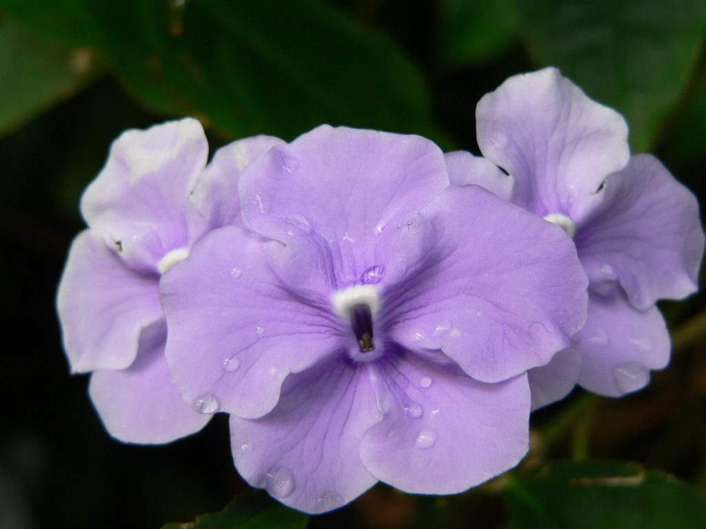 Brunfelsia pauciflora